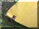yellow_wing_left_rear_VW_Beetle_near_side_3.JPG (99178 bytes)