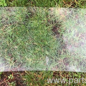 Beetle windscreen glass